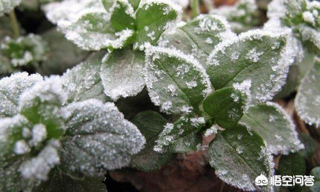 甘肃突降大雪，怎么防治苹果幼果受到冻害？