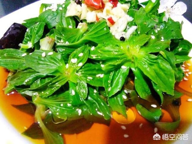 农村路旁常见的车前草，竟然成了宝贝，它究竟有什么作用？
