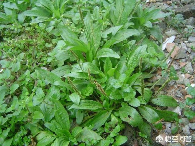农村路旁常见的车前草，竟然成了宝贝，它究竟有什么作用？