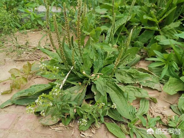 农村路旁常见的车前草，竟然成了宝贝，它究竟有什么作用？