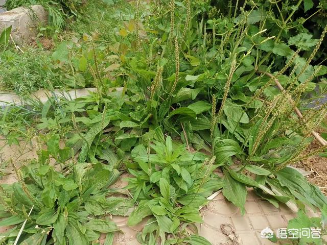 农村路旁常见的车前草，竟然成了宝贝，它究竟有什么作用？
