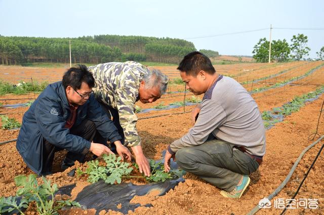 二十四节气芒种快要到了，芒种前后该种植什么呢？