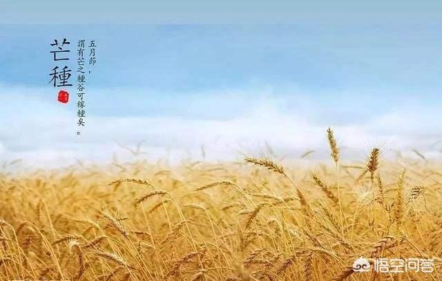 二十四节气芒种快要到了，芒种前后该种植什么呢？