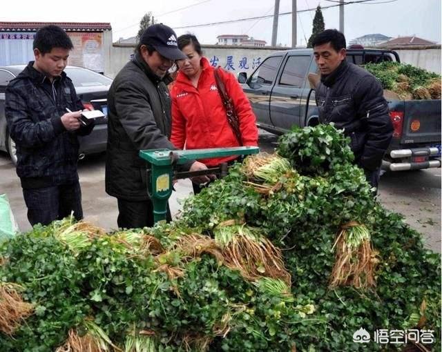二十四节气芒种快要到了，芒种前后该种植什么呢？
