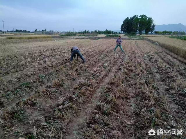 二十四节气芒种快要到了，芒种前后该种植什么呢？