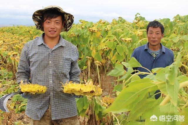 二十四节气芒种快要到了，芒种前后该种植什么呢？