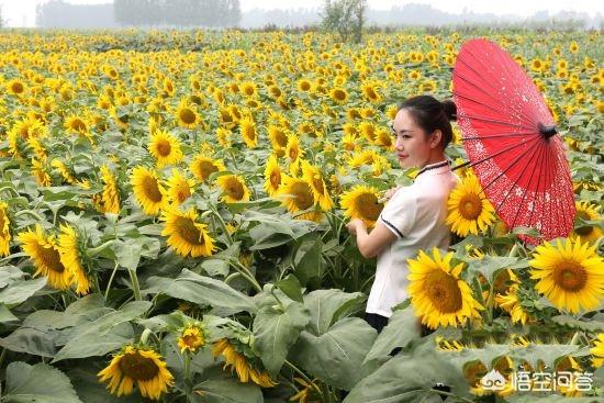 二十四节气芒种快要到了，芒种前后该种植什么呢？