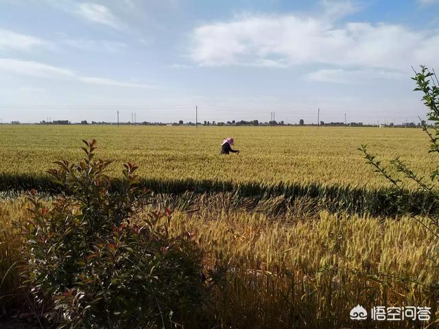 二十四节气芒种快要到了，芒种前后该种植什么呢？