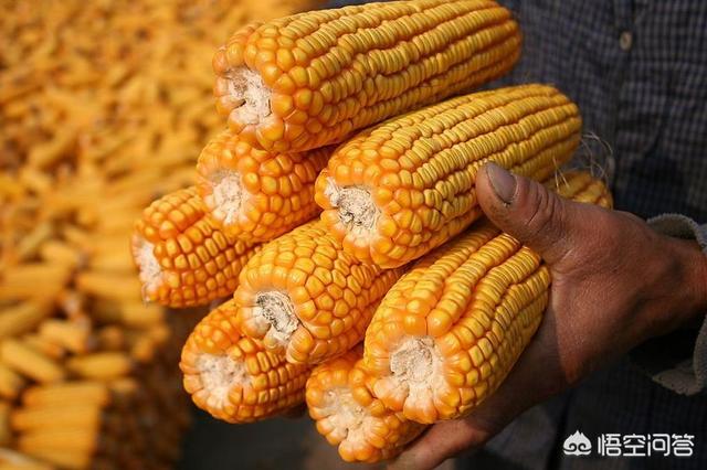 6月玉米价格进入“加速期”，价格高位要来了吗？未来的行情怎么样？