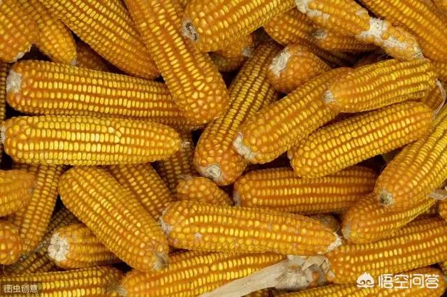 6月玉米价格进入“加速期”，价格高位要来了吗？未来的行情怎么样？