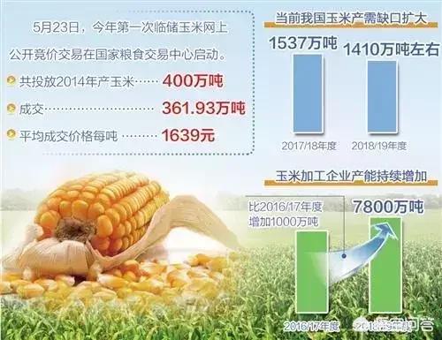 6月玉米价格进入“加速期”，价格高位要来了吗？未来的行情怎么样？