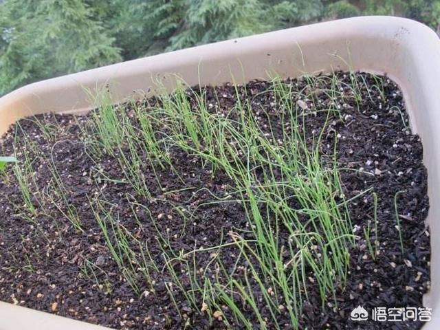 很多农村老人在种植大葱时撒上麦芒,这是为啥?这样做有哪些好处?