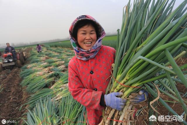 很多农村老人在种植大葱时撒上麦芒,这是为啥?这样做有哪些好处?