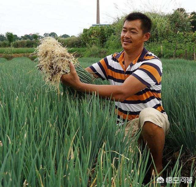 很多农村老人在种植大葱时撒上麦芒,这是为啥?这样做有哪些好处?