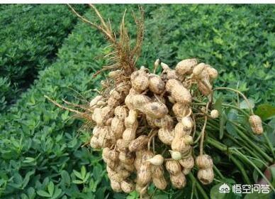 春花生播種過早或過晚有哪些不利的影響？