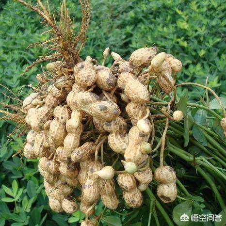 春花生播種過早或過晚有哪些不利的影響？