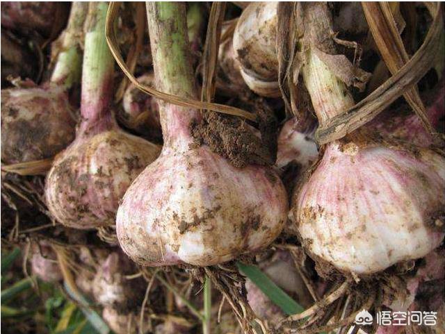 今年大蒜能否重现前些年“蒜你狠”行情？