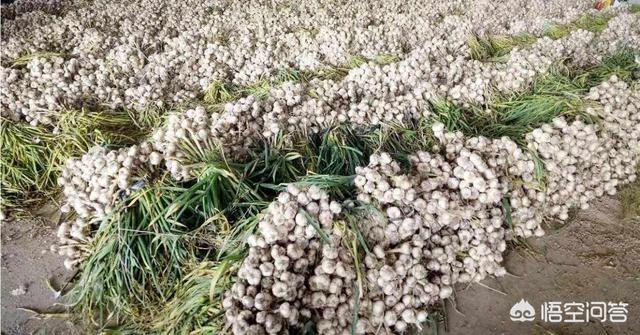 今年大蒜能否重现前些年“蒜你狠”行情？