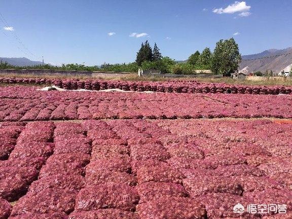 今年大蒜能否重现前些年“蒜你狠”行情？