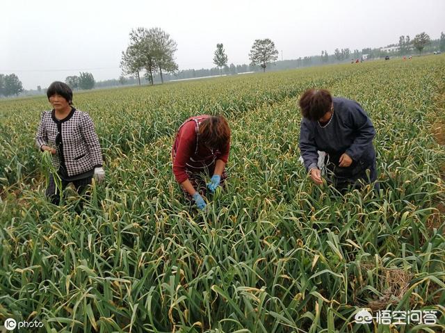 今年的蒜薹获得大丰收，为什么价格依然这么高呢？