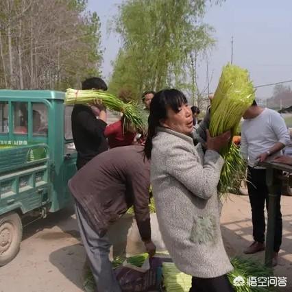 今年的蒜薹获得大丰收，为什么价格依然这么高呢？