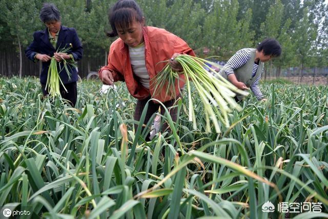今年的蒜薹获得大丰收，为什么价格依然这么高呢？