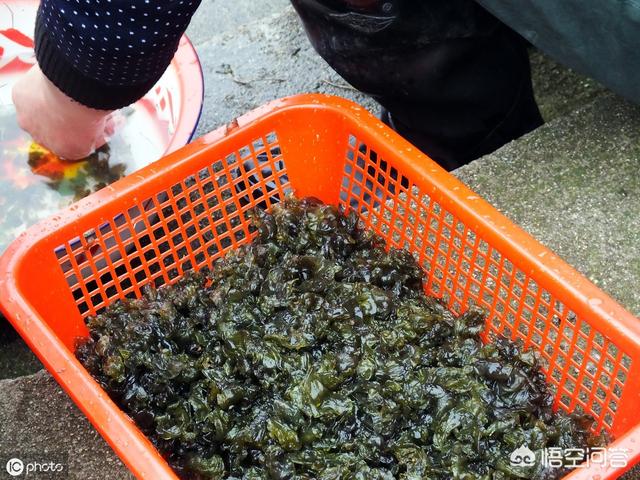 在农村常见的“雷公屎”你吃过吗？味道怎么样？