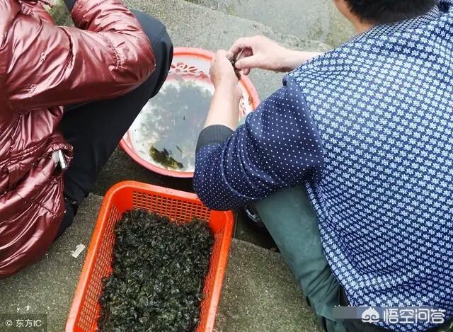 在农村常见的“雷公屎”你吃过吗？味道怎么样？