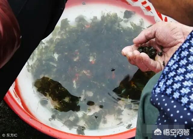 在农村常见的“雷公屎”你吃过吗？味道怎么样？
