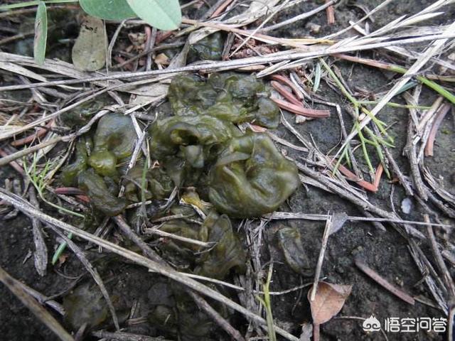 在农村常见的“雷公屎”你吃过吗？味道怎么样？