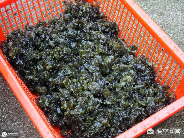 在农村常见的“雷公屎”你吃过吗？味道怎么样？
