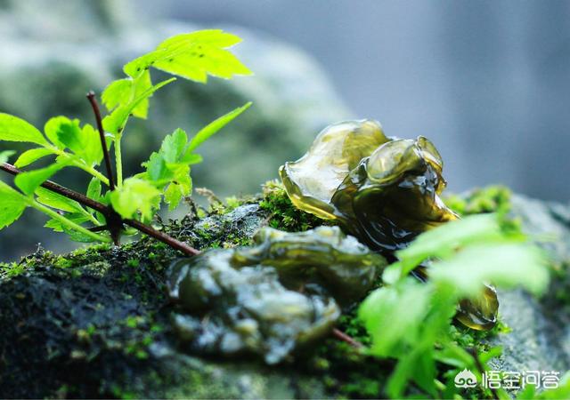 在农村常见的“雷公屎”你吃过吗？味道怎么样？