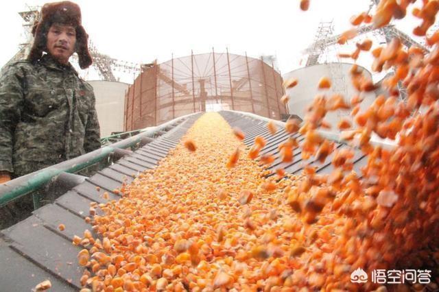 3月要过去了,大家对4月份玉米价格充满期待,你怎么看?会涨价吗?