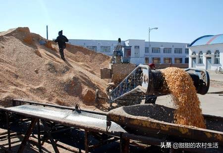玉米现在什么价格？