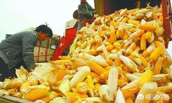 玉米现在什么价格？