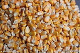 玉米现在什么价格？