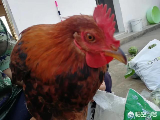 為什么有些農村的公雞吃了蜈蚣以后會變得很兇猛？