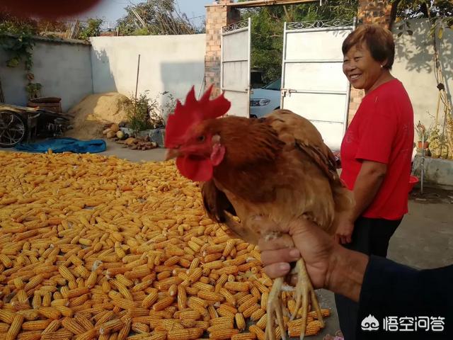 為什么有些農村的公雞吃了蜈蚣以后會變得很兇猛？