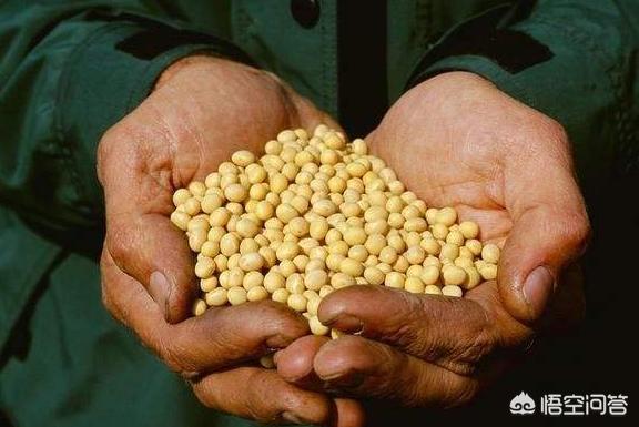 19年大豆價格會漲嗎？