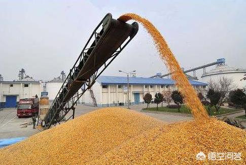 为什么有些地区的玉米价格开年走高?
