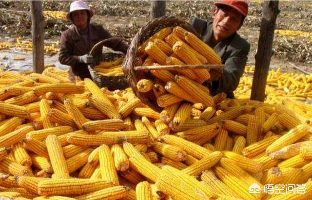 玉米何时能涨价？