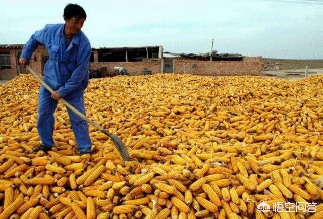 玉米何时能涨价？
