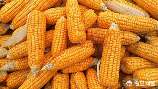 玉米何时能涨价？