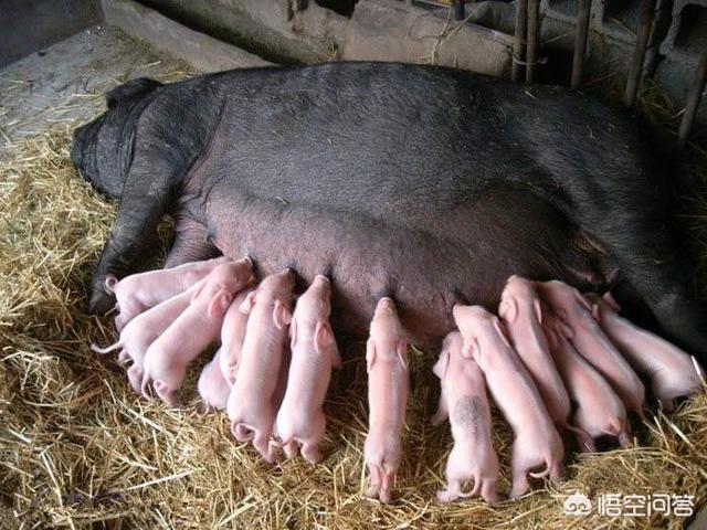 2019年養(yǎng)豬還能賺錢嗎？