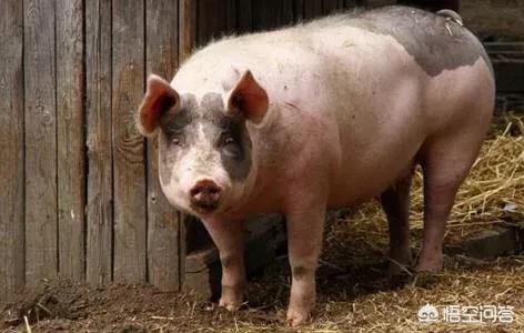 2019年養(yǎng)豬還能賺錢嗎？