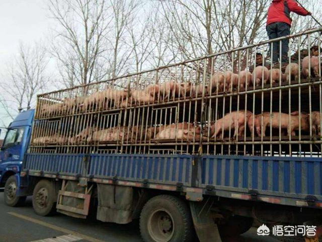 2019是豬年，小散戶養(yǎng)豬還能抱到“金豬”嗎？