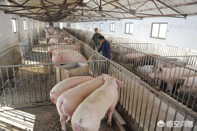 2019是豬年，小散戶養(yǎng)豬還能抱到“金豬”嗎？