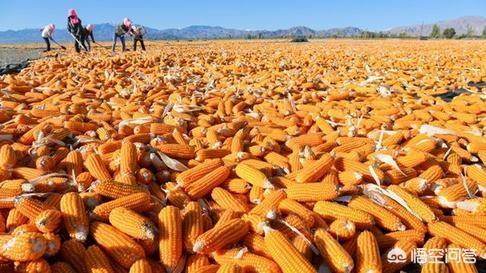 多地陆续开秤收购新玉米，2018年新玉米价格能否达到1元/斤？
