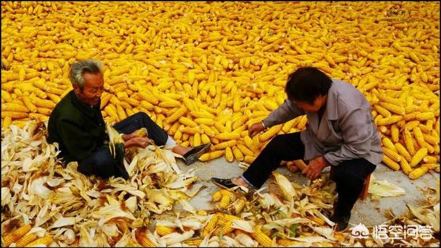多地陆续开秤收购新玉米，2018年新玉米价格能否达到1元/斤？