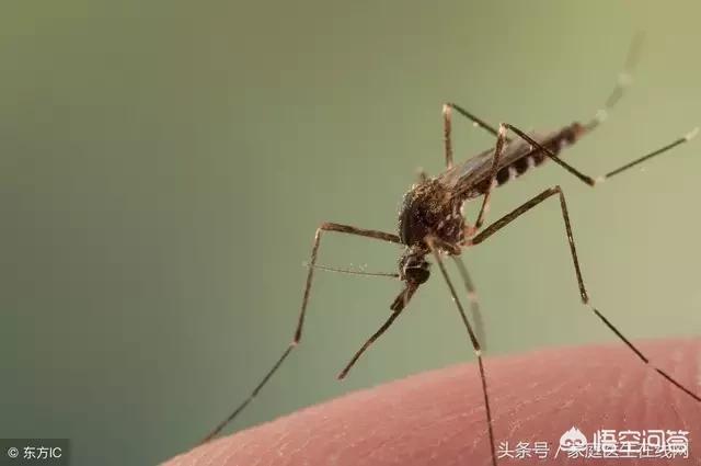 为什么白露过后的蚊子咬人毒性比较大？